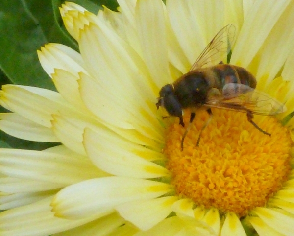 Zomer