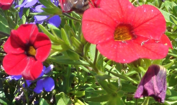 Zomer
