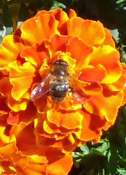 Zomer