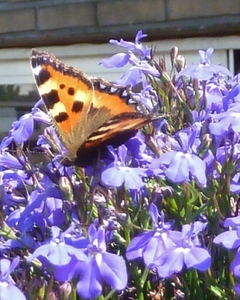 Snoepende vlinder