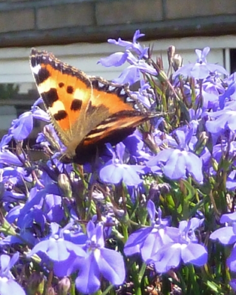 Zomer