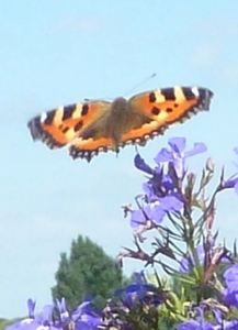 Vlinder take-off