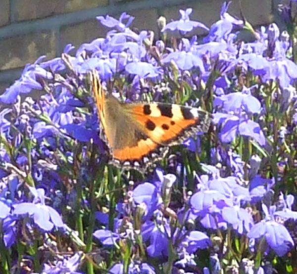 Zomer