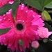 001...INSINOIA...HET BRUGSE LIEFDESPEL....
