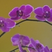 050