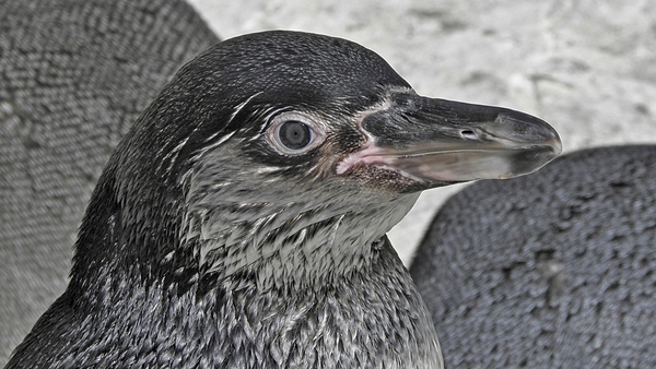 PUINGUIN
