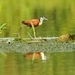 Afrikaanse jacana