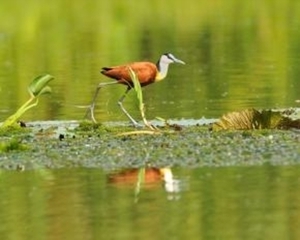 Afrikaanse jacana