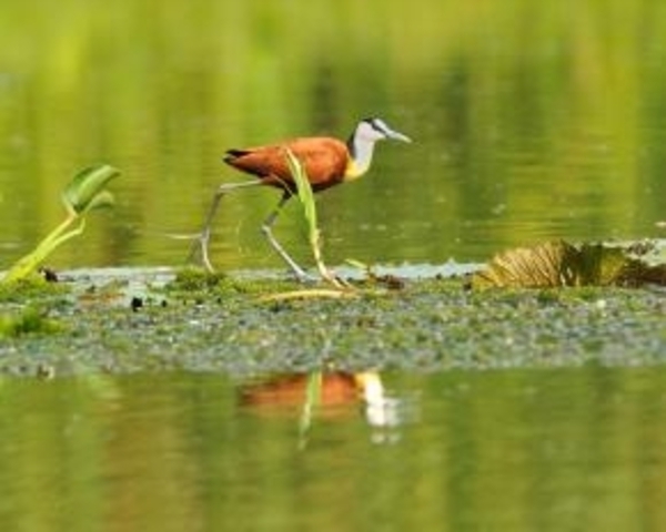 Afrikaanse jacana