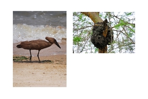 hamerkop