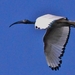 heilige ibis