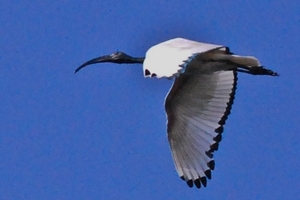 heilige ibis