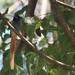 trogon