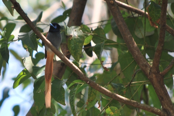 trogon