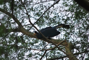 Turaco