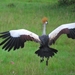 kroonkraanvogel vliegt weg