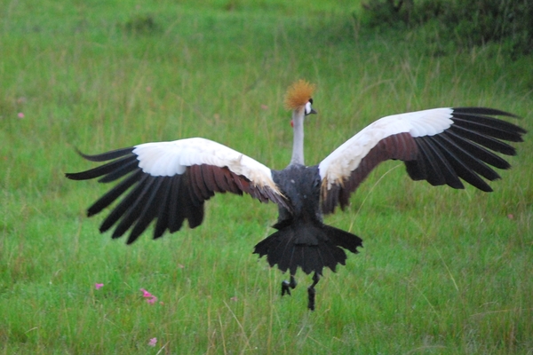 kroonkraanvogel vliegt weg