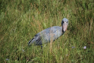 schoenbekooievaar