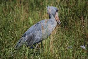 schoenbekooievaar