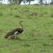 Danham's Bustard