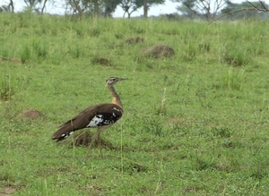 Danham's Bustard