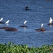 nijlpaard met reigers