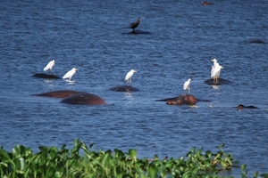 nijlpaard met reigers