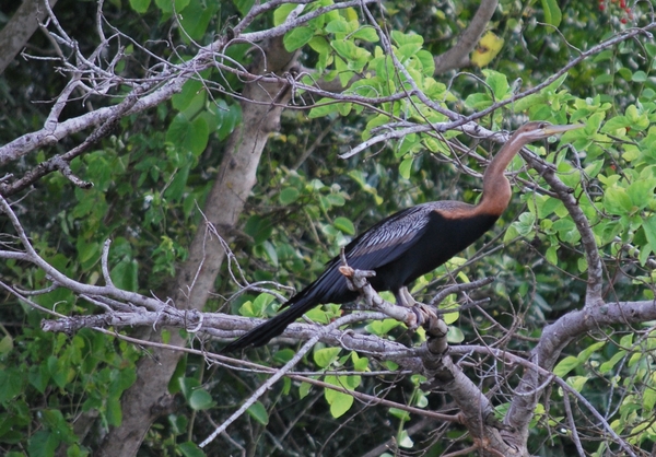 reiger