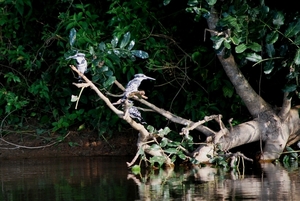 bonte ijsvogels