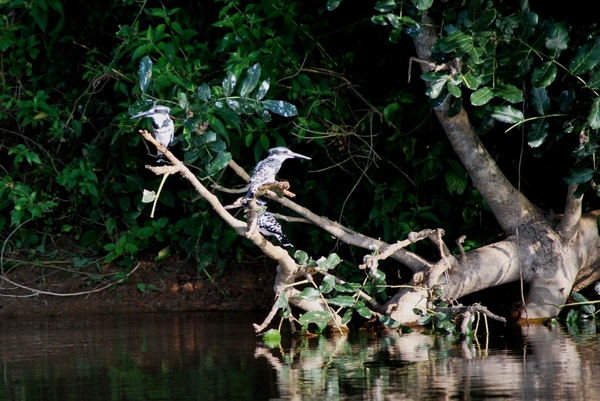 bonte ijsvogels