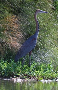 goliath reiger