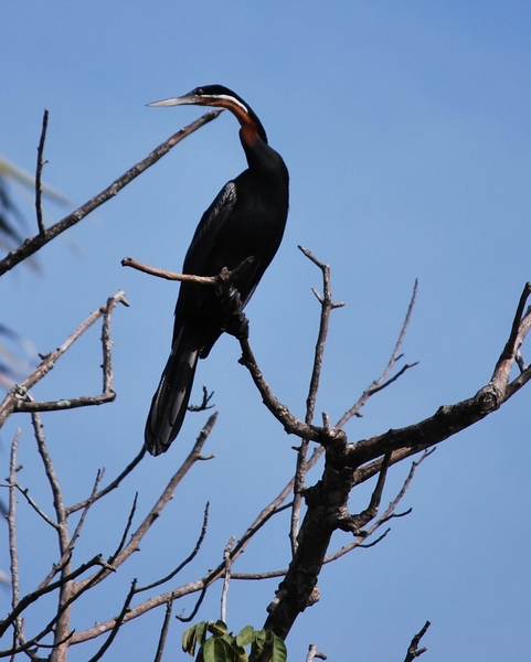 reiger