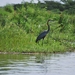 goliath reiger