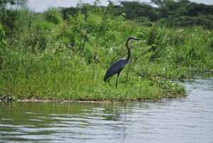 goliath reiger