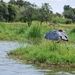 goliath reiger