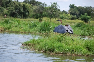 goliath reiger