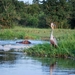 nijlpaarden en reiger