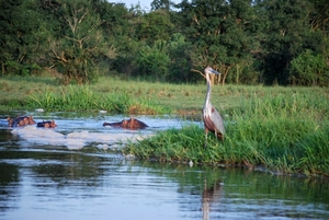 nijlpaarden en reiger