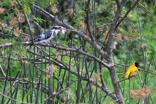 ijsvogel en wevervogel