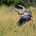 slangenhalsvogel