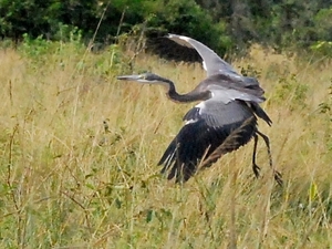 slangenhalsvogel