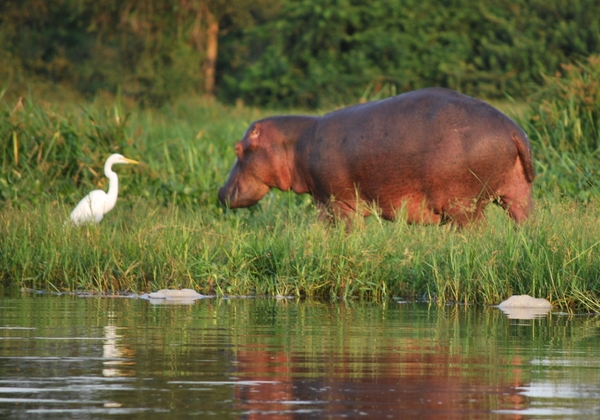 nijlpaard met reiger