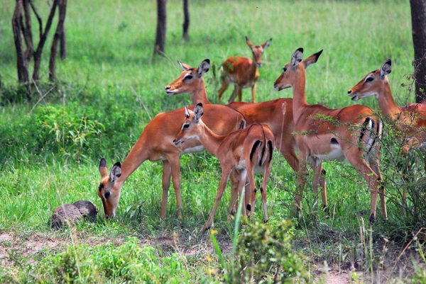 impala's