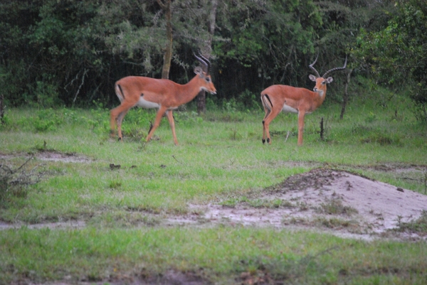 impala's