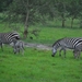 zebra's