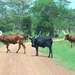 Ankole Koeien