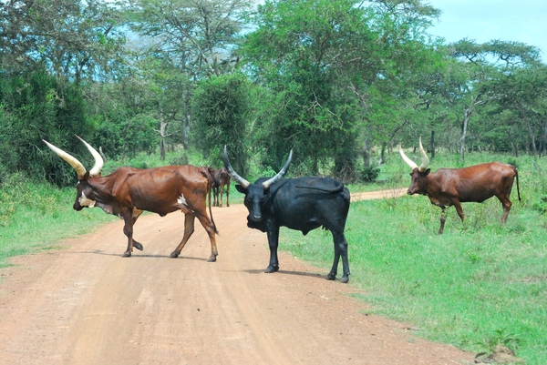 Ankole Koeien