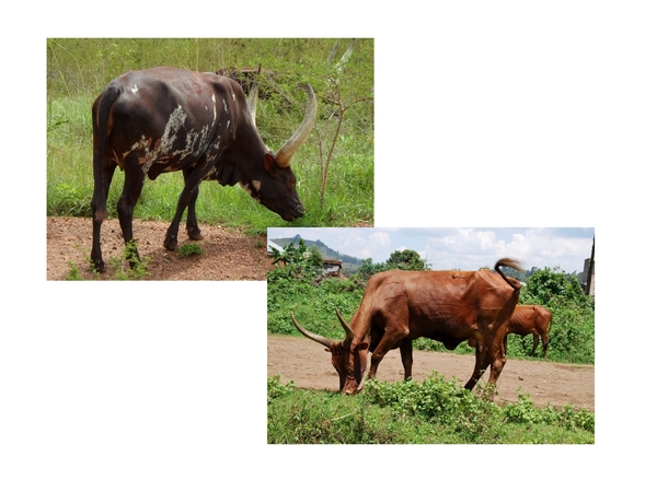 Ankole Koeien