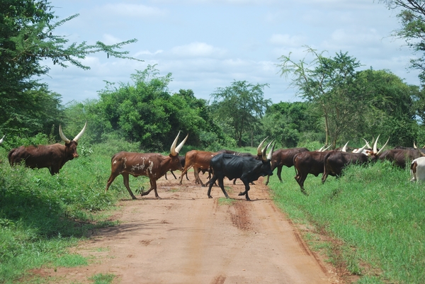 Ankole Koeien