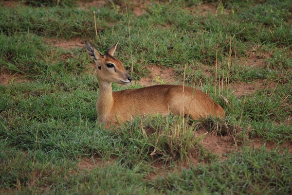 impala